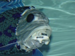 Pesce Robot Filose - Il Blog di Sorgenia - Img da flickr.com